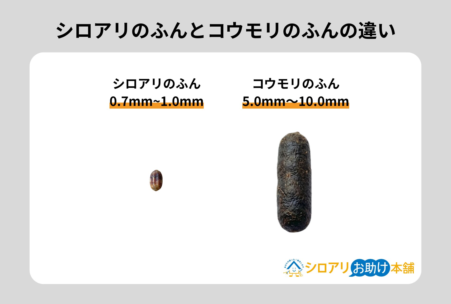 シロアリとコウモリのふんの違い