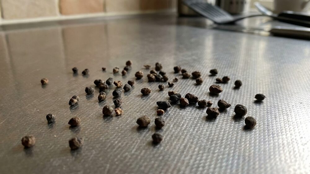 ゴキブリのふん