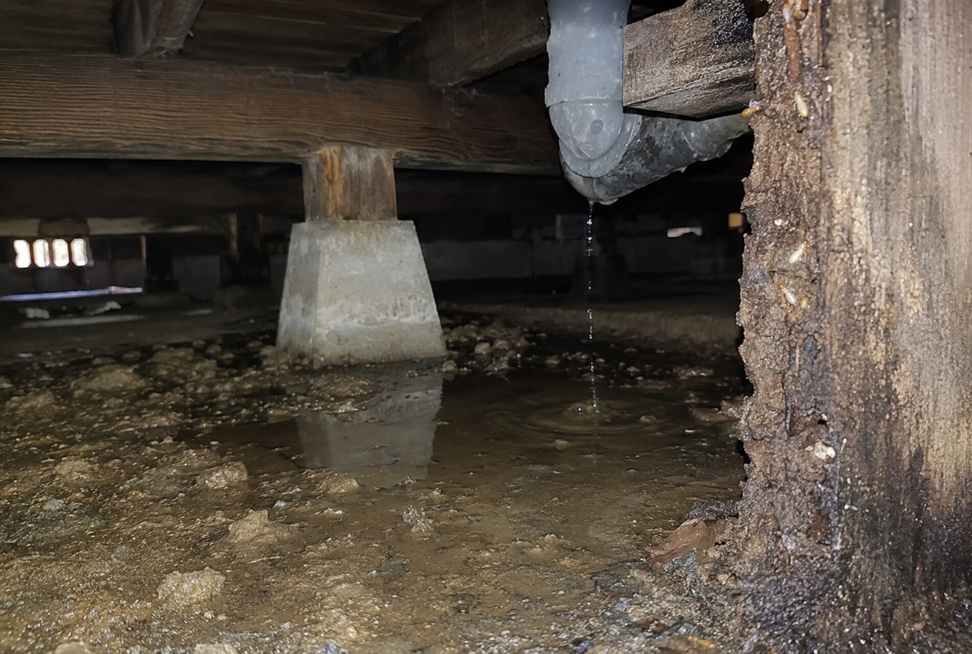 足立区の住宅で床下に水が溜まりシロアリが発生