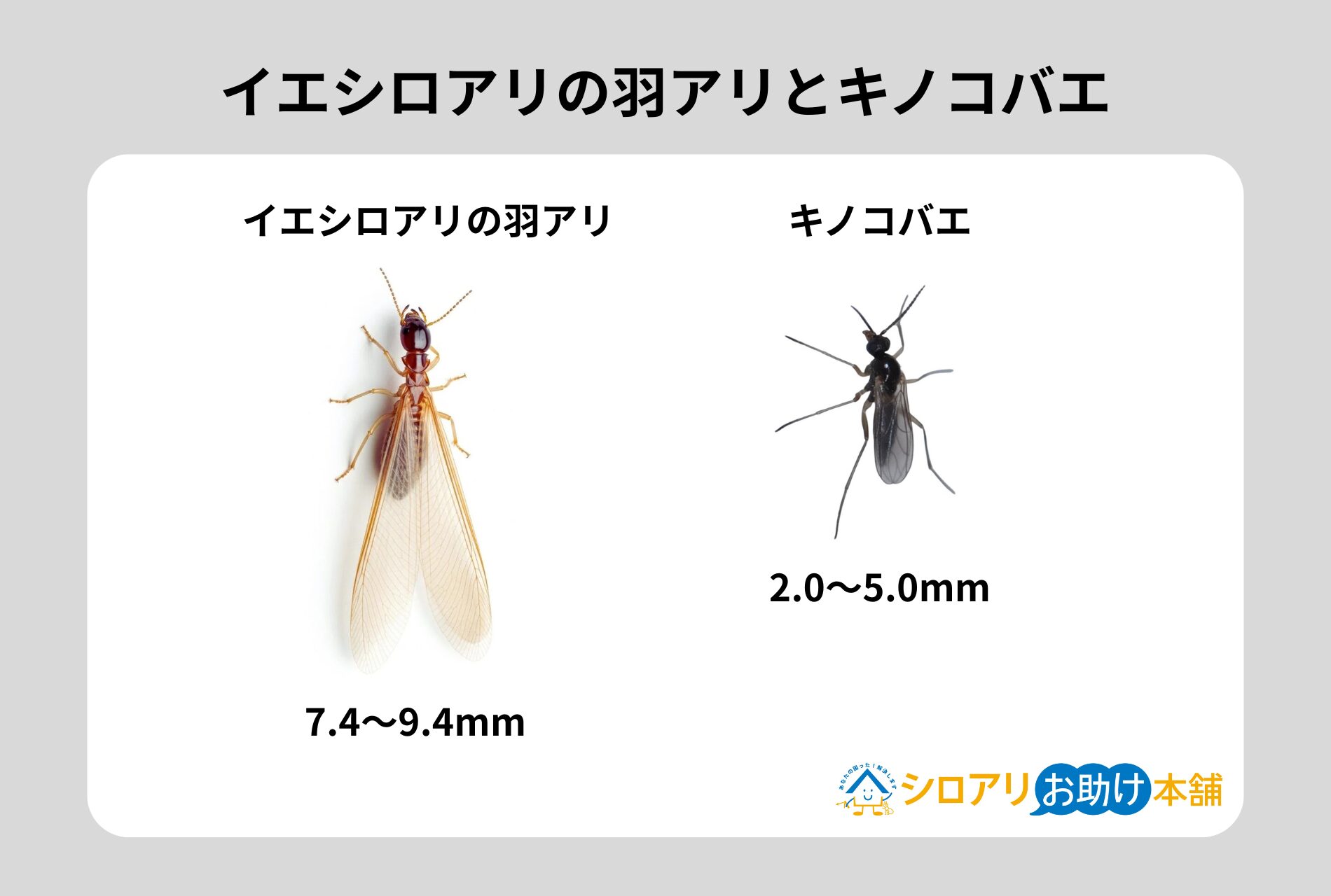 イエシロアリとキノコバエ