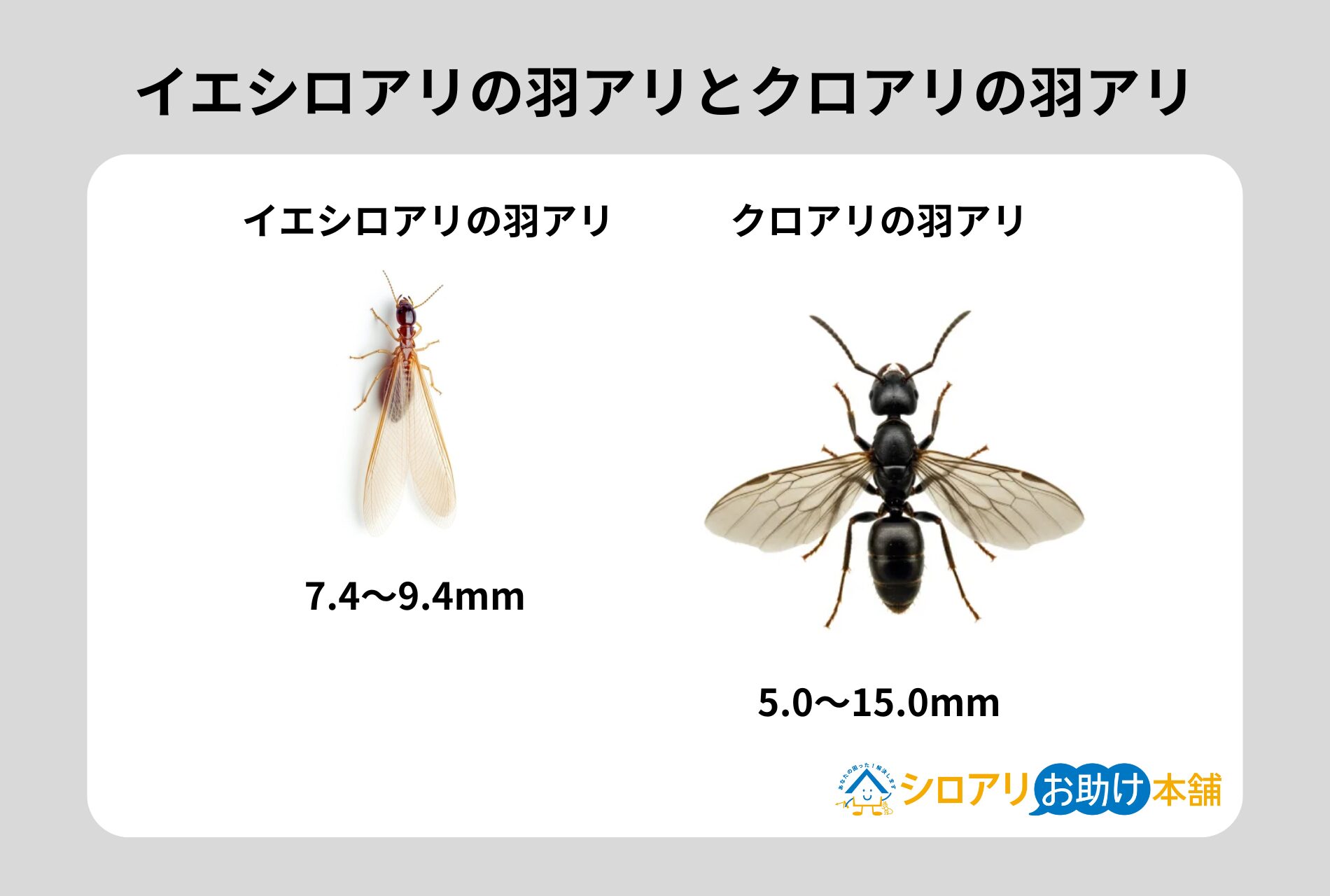イエシロアリとクロアリの羽アリ