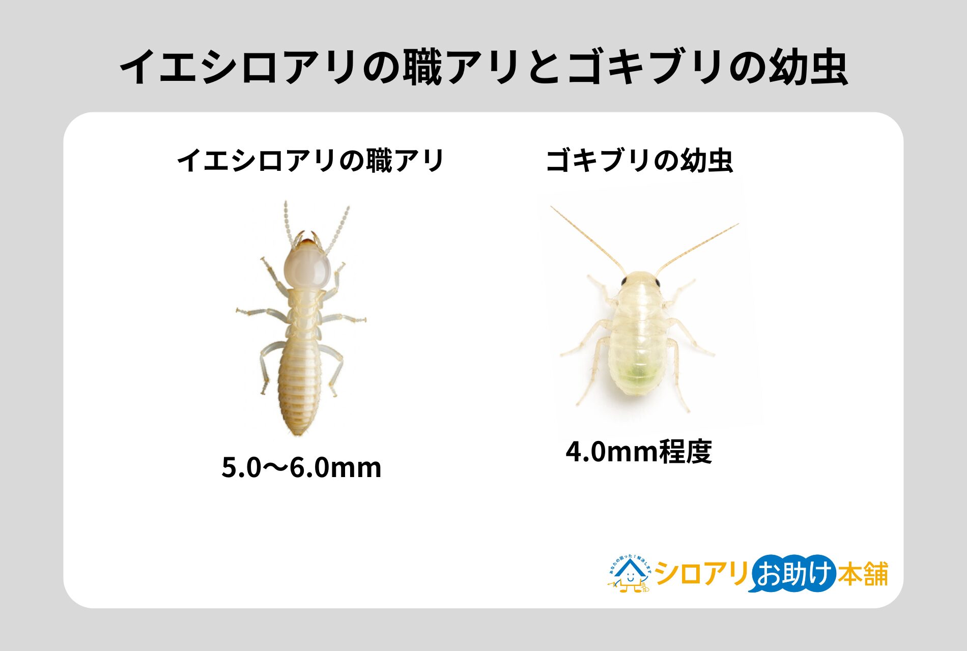イエシロアリとゴキブリの幼虫