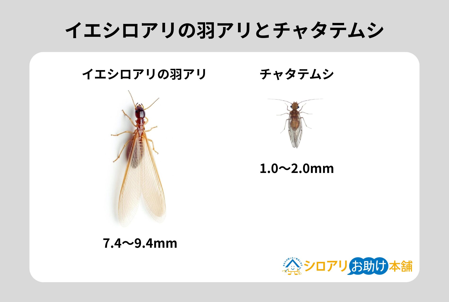 イエシロアリとチャタテムシ