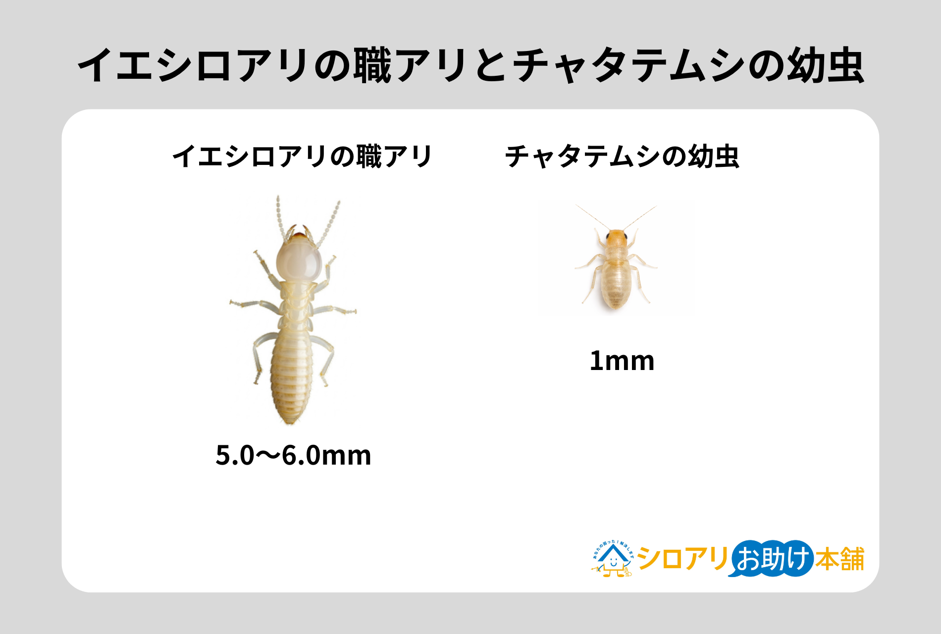 イエシロアリとチャタテムシの幼虫