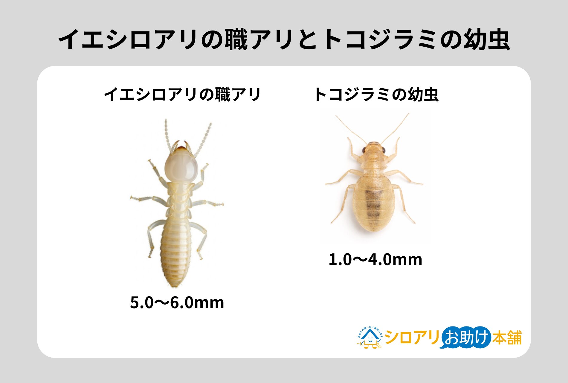 イエシロアリとトコジラミの幼虫