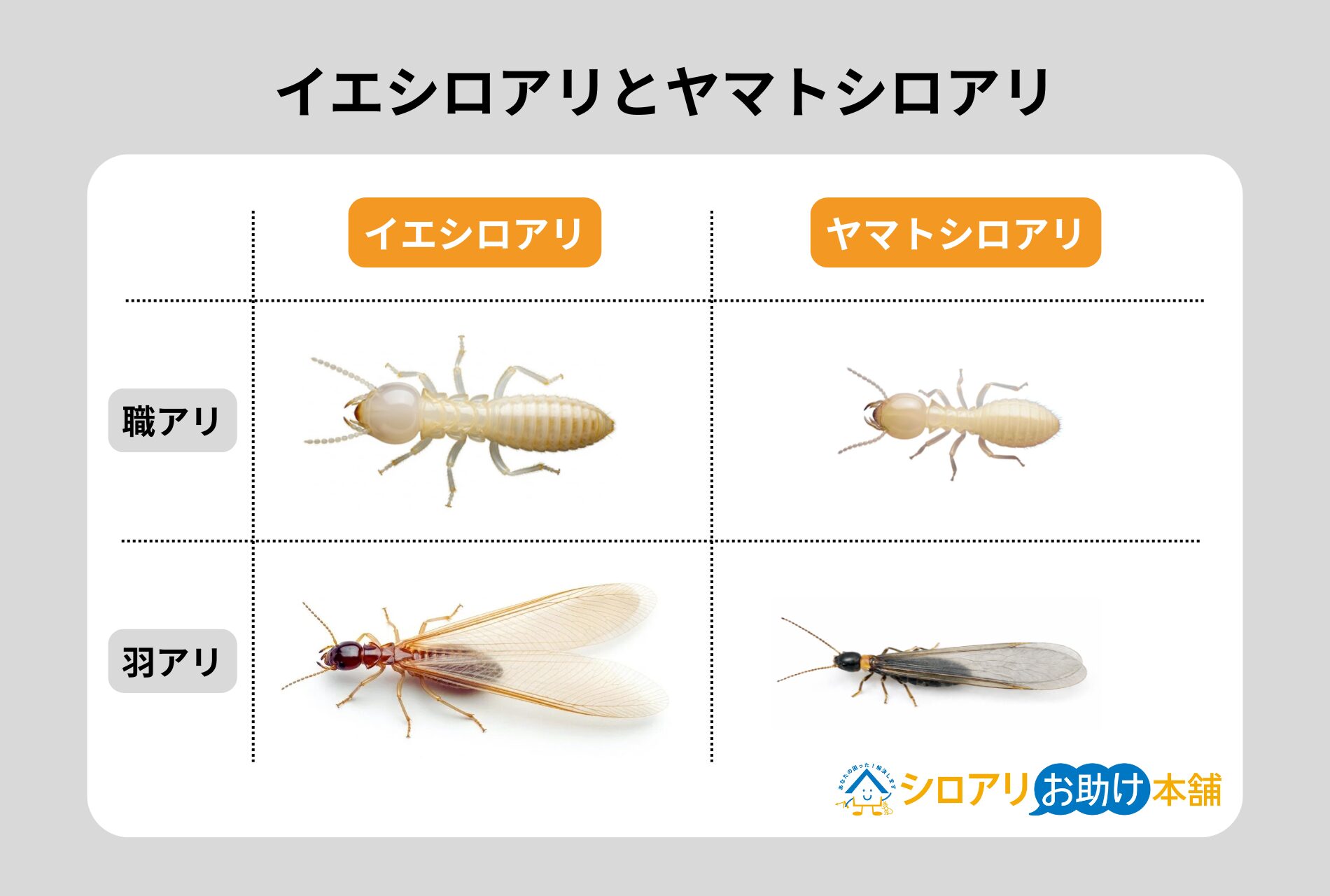 イエシロアリとヤマトシロアリ