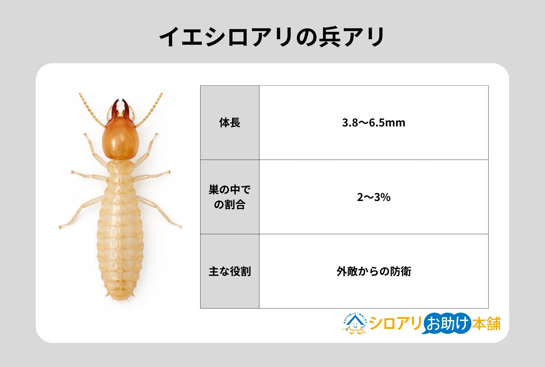 イエシロアリの兵アリ
