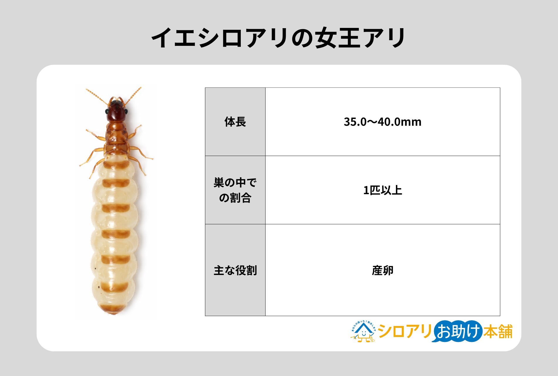 イエシロアリの女王アリ