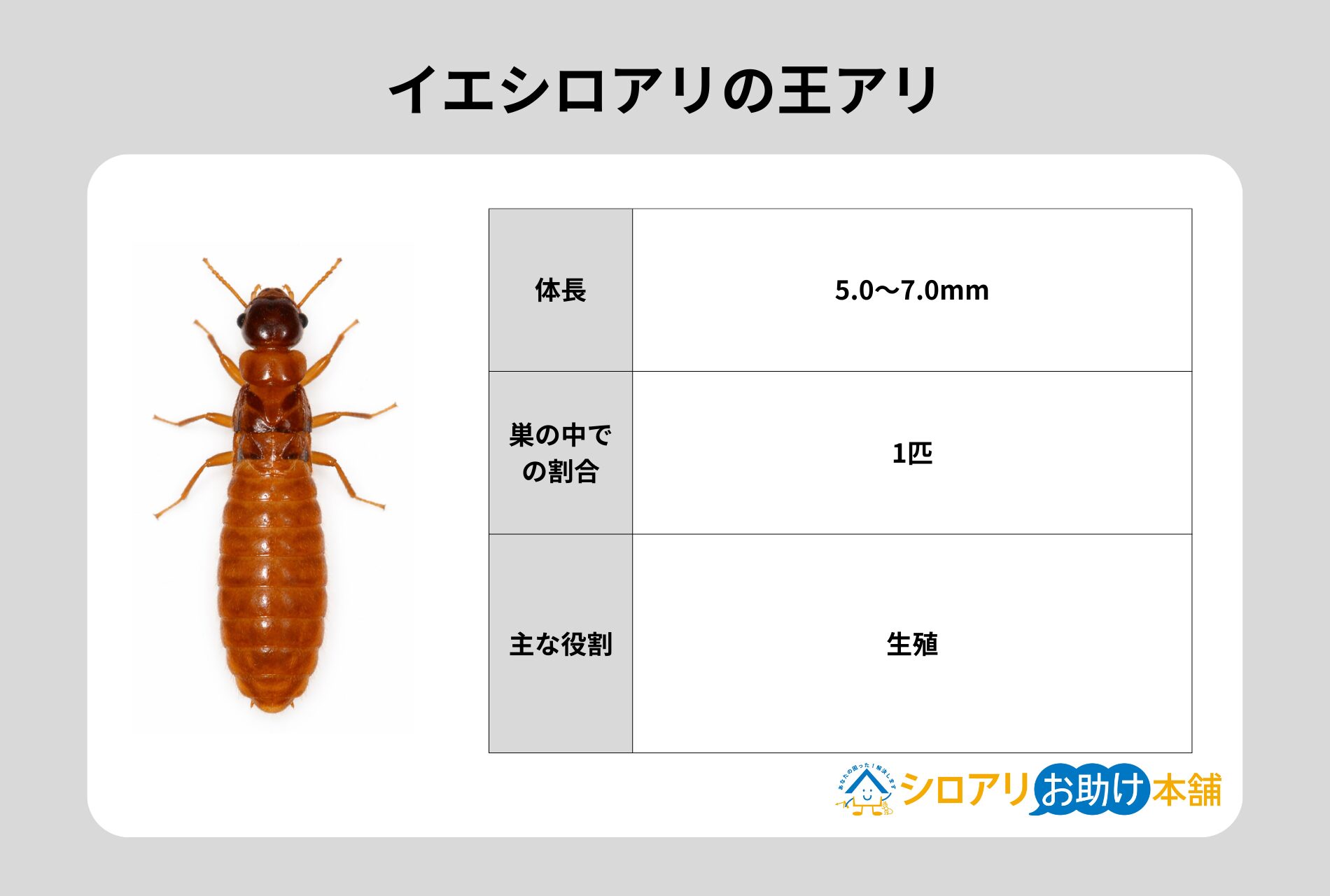 イエシロアリの王アリ