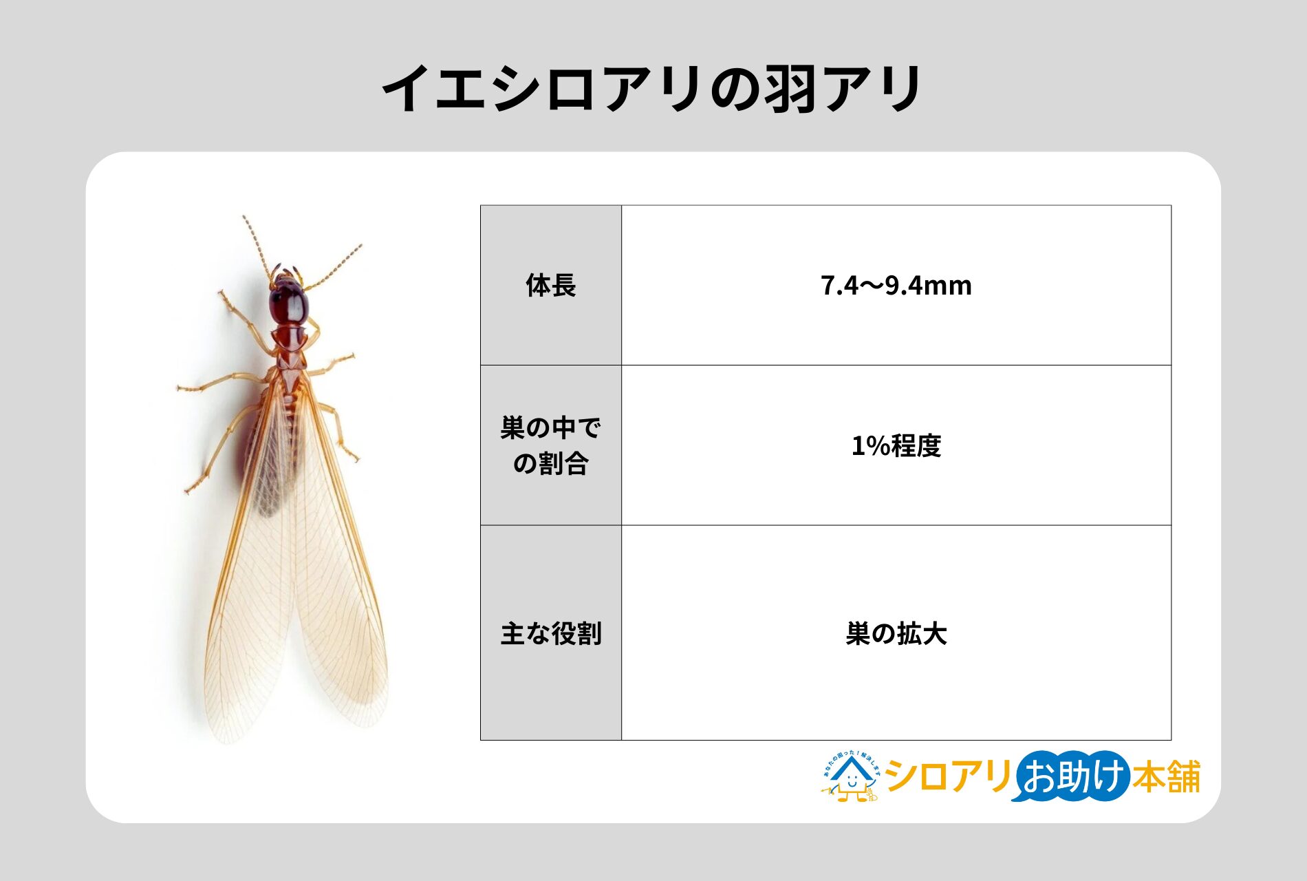イエシロアリの羽アリ
