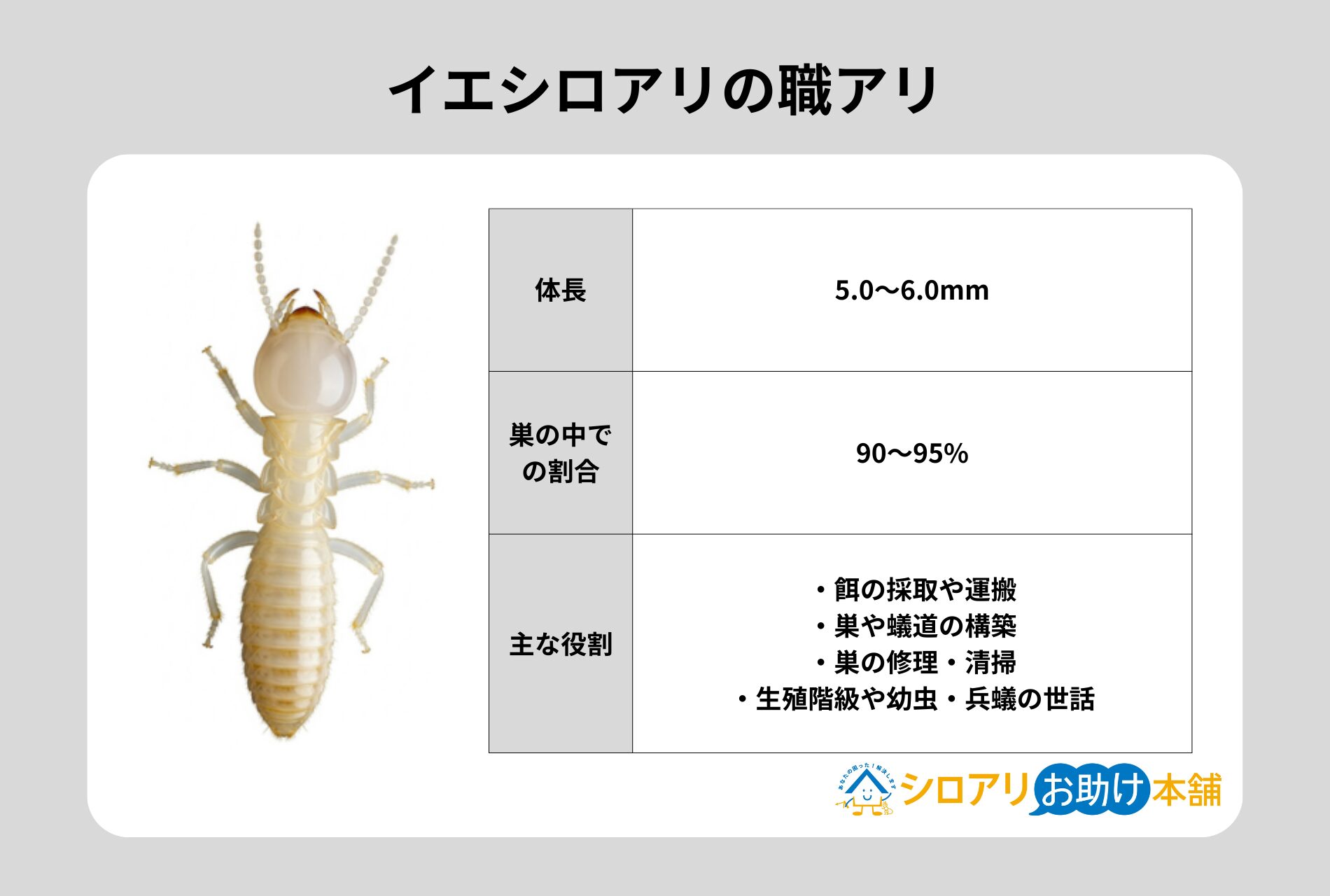 イエシロアリの職アリ