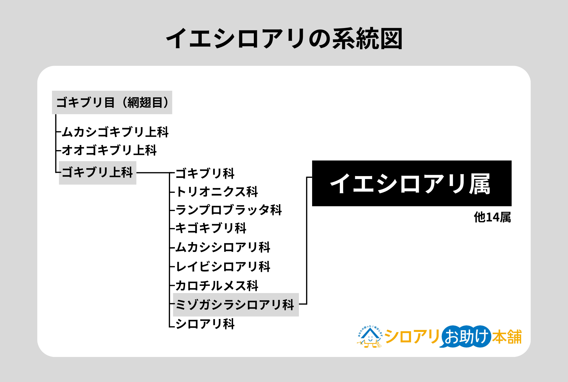 イエシロアリ系統図