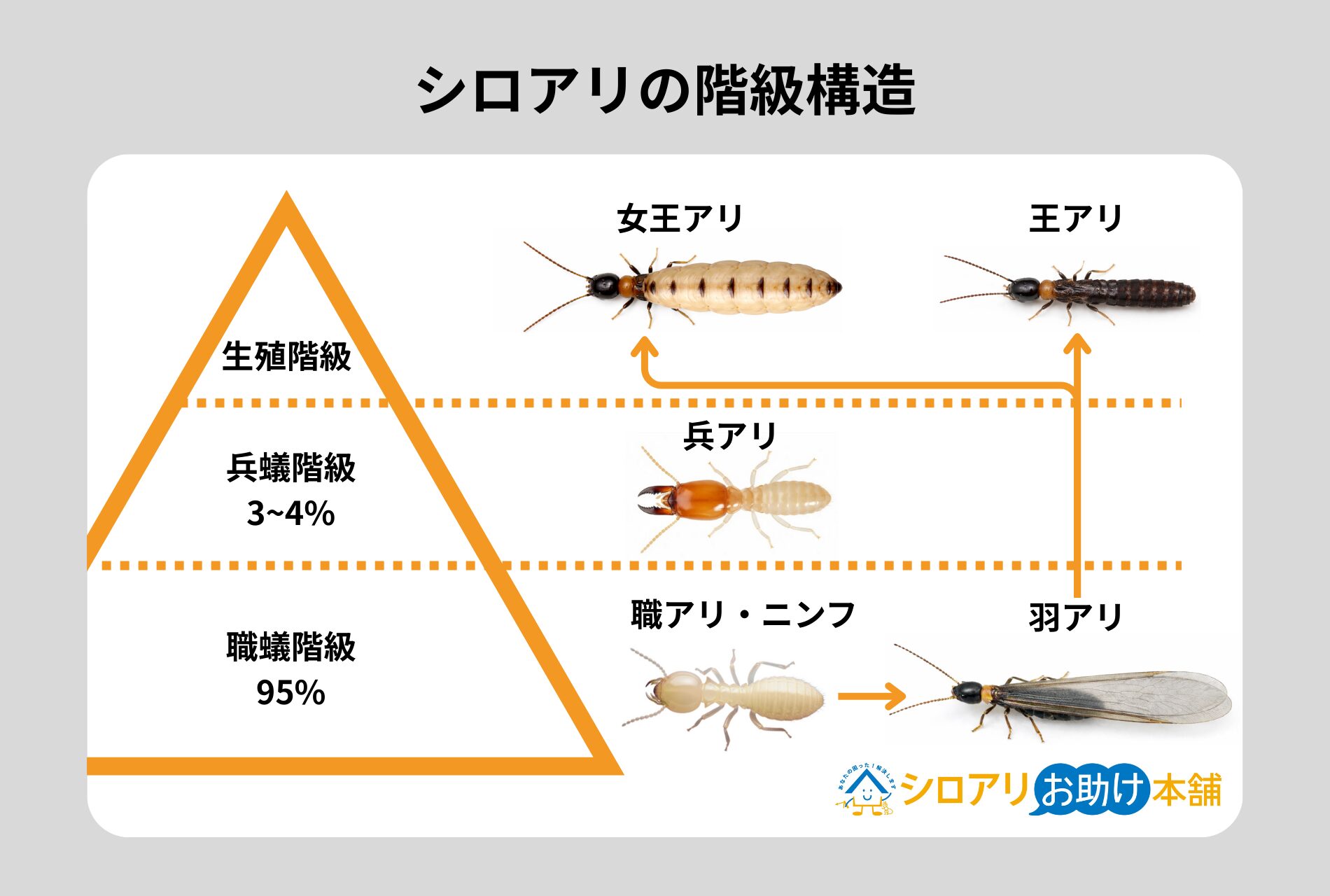 シロアリの階級構造