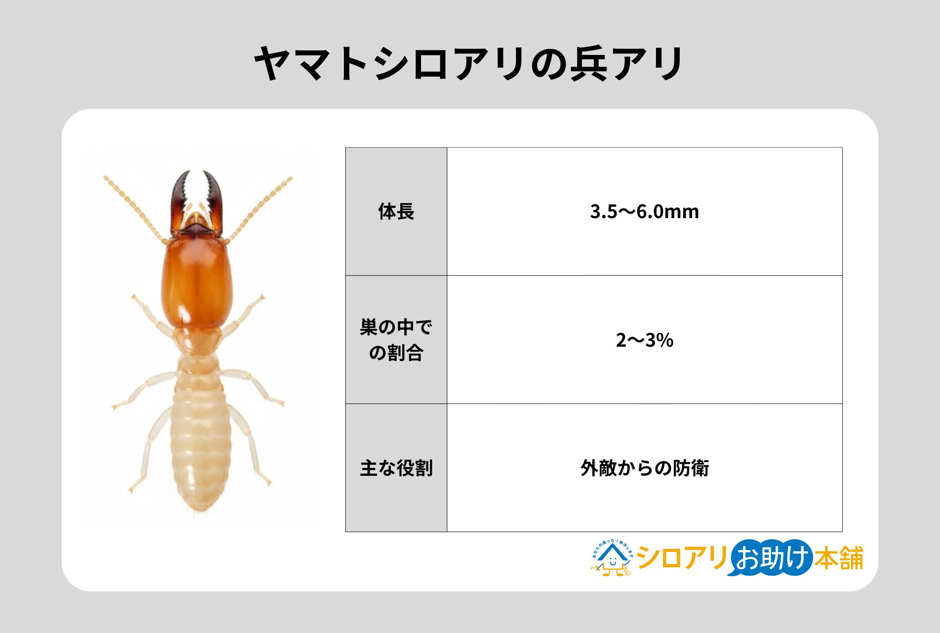 マトシロアリの兵アリ