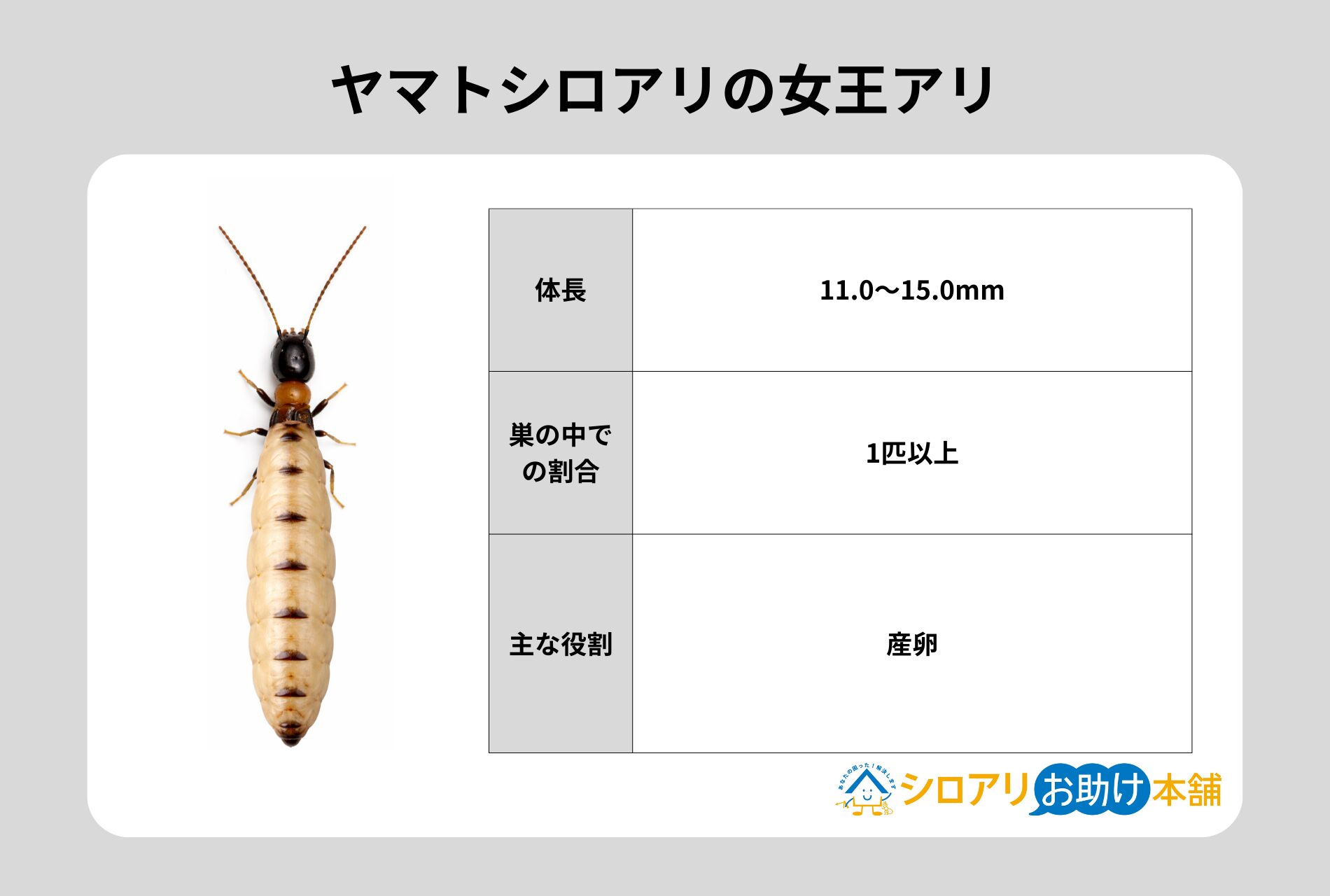 ヤマトシロアリの女王アリ