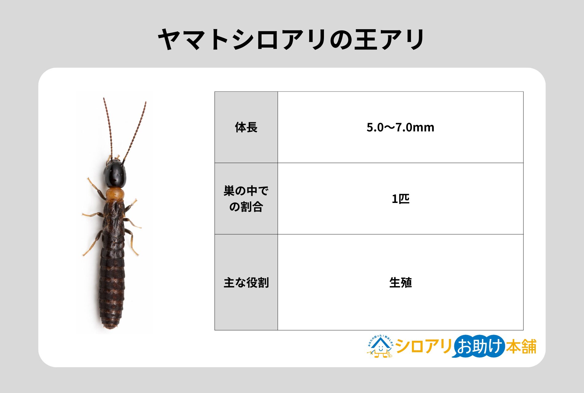 ヤマトシロアリの王アリ