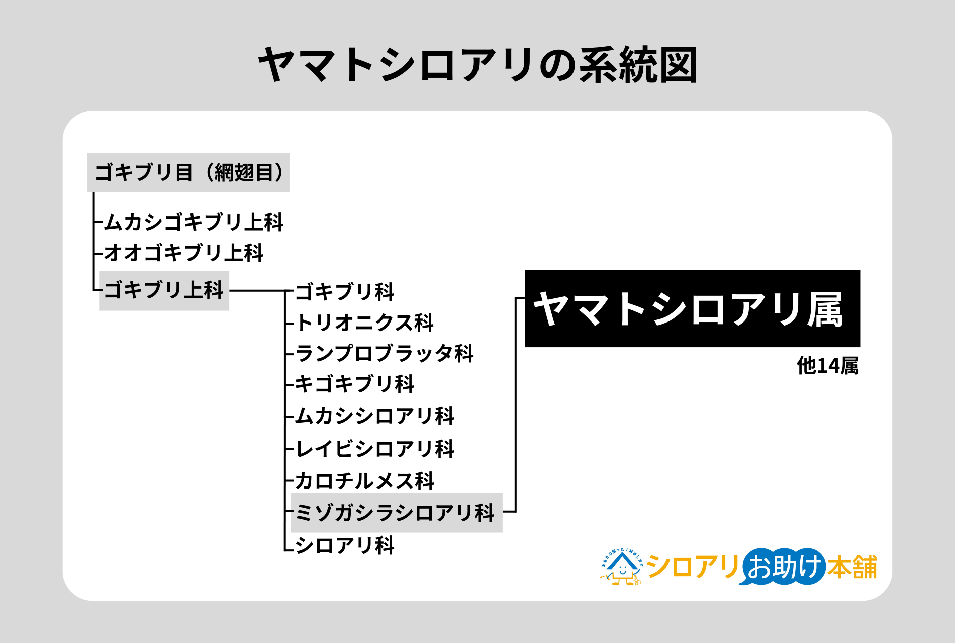 ヤマトシロアリの系統図