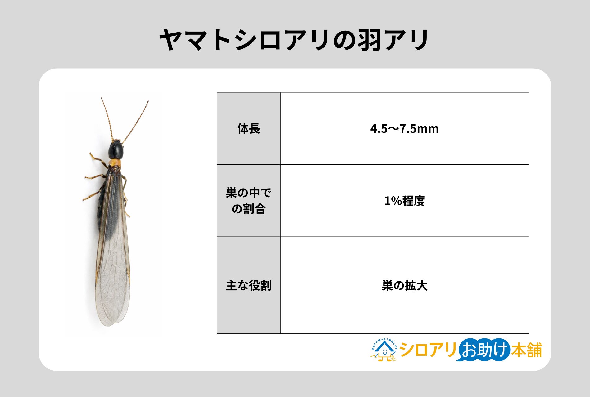 ヤマトシロアリの羽アリ