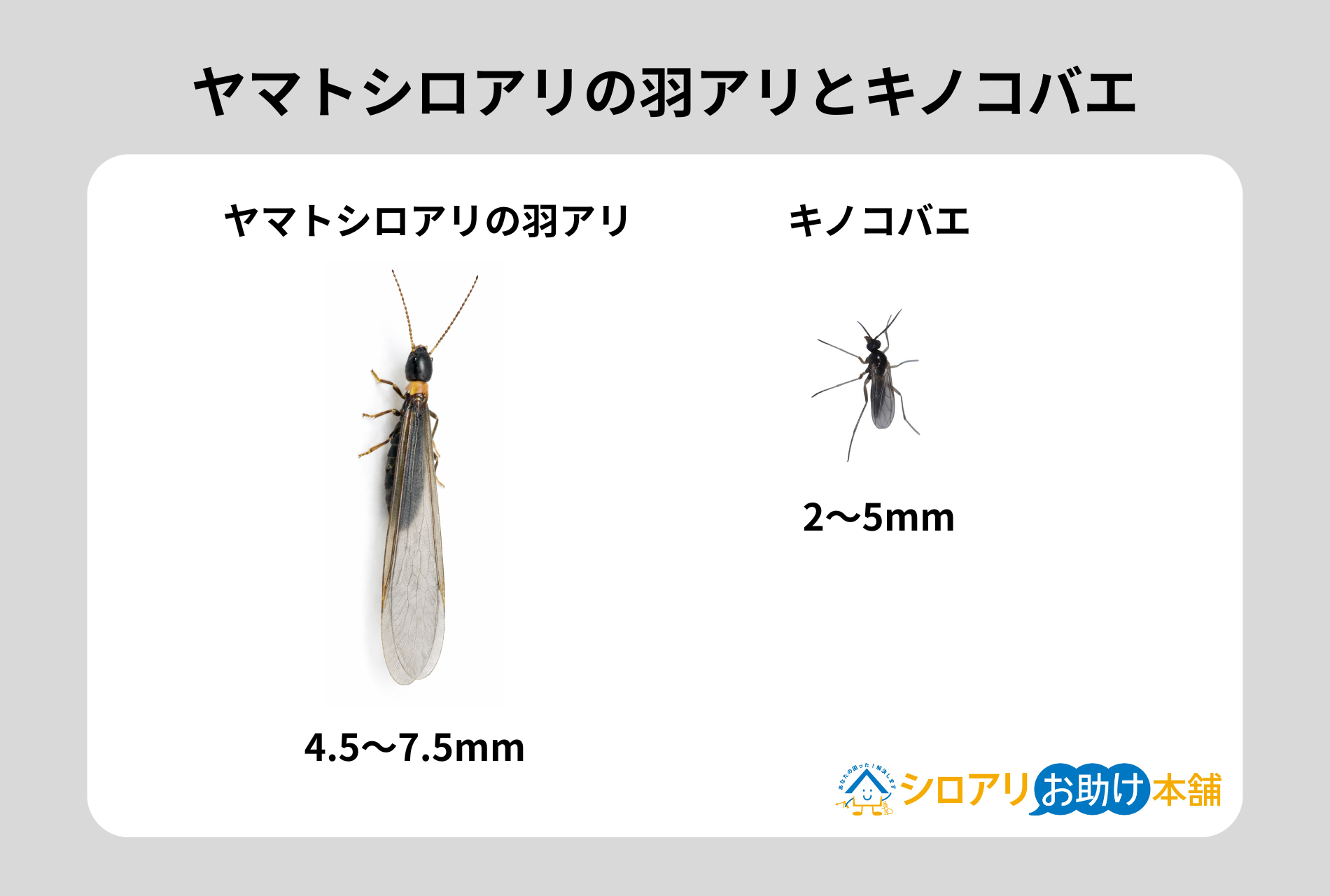ヤマトシロアリの羽アリとキノコバエ