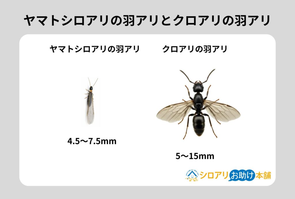 ヤマトシロアリの羽アリとクロアリの羽アリ