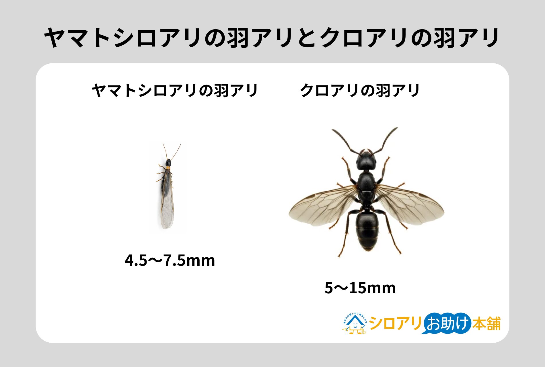 ヤマトシロアリの羽アリとクロアリの羽アリ