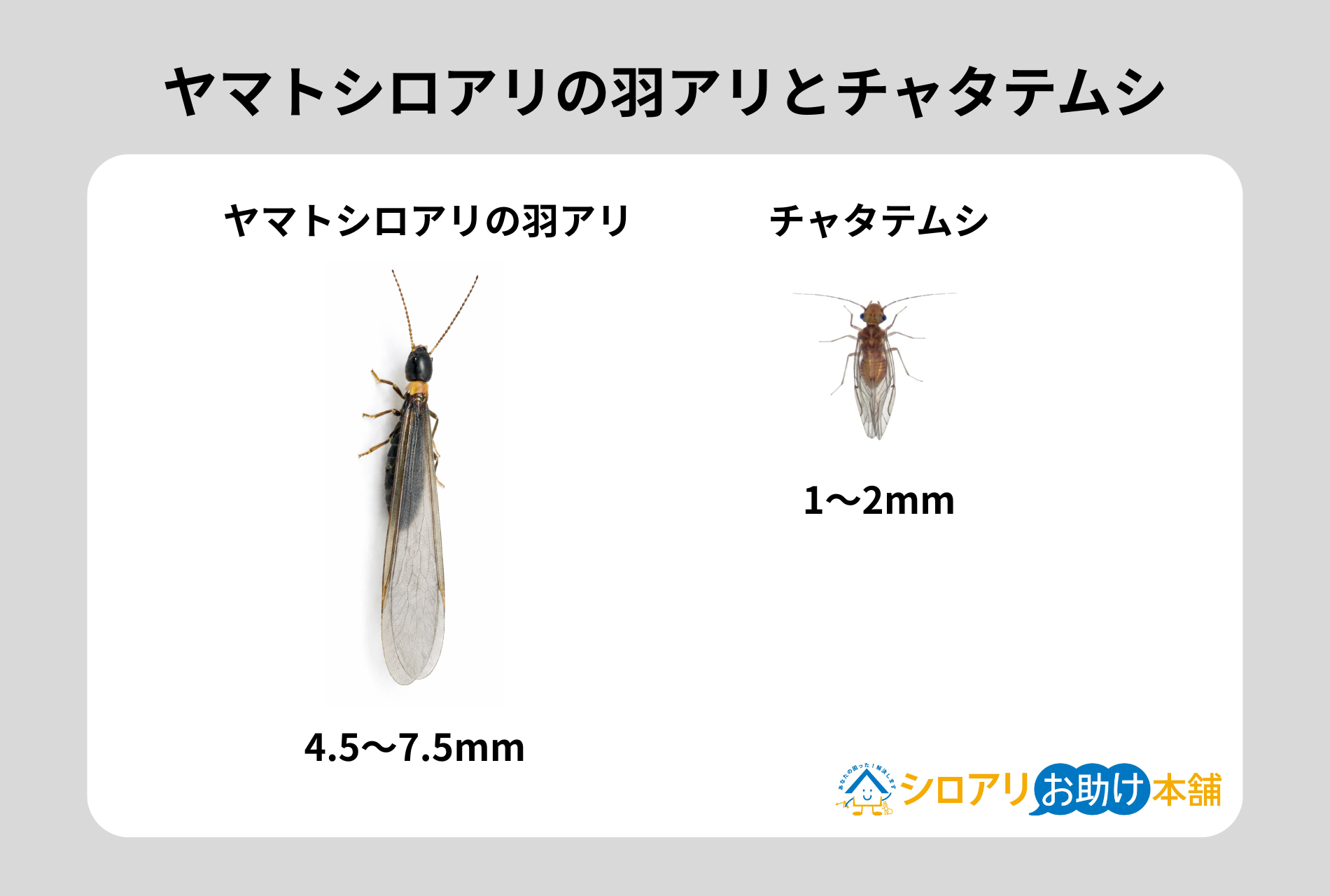 ヤマトシロアリの羽アリとチャタテムシ