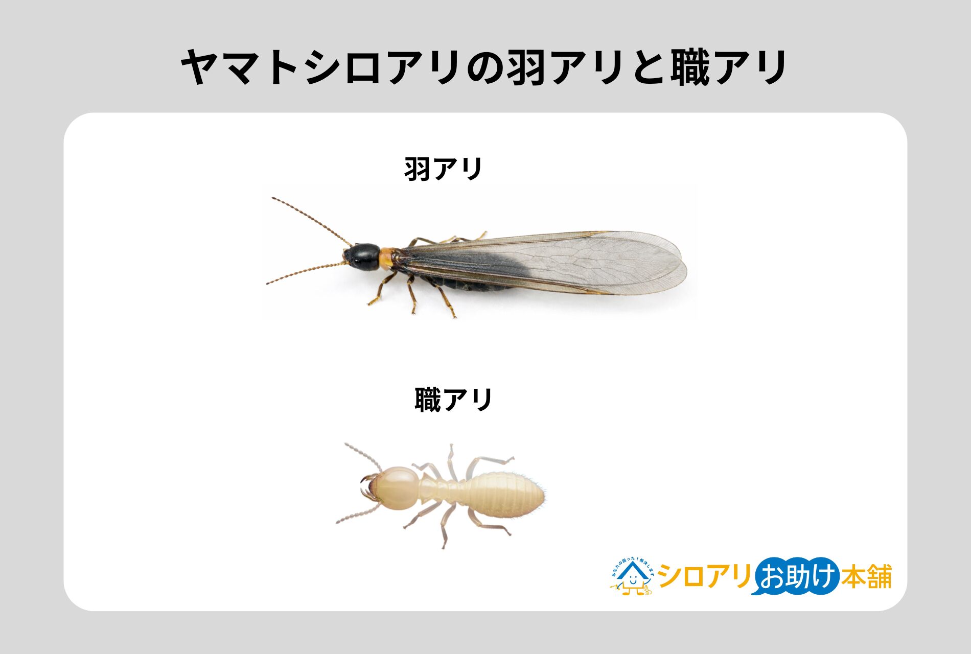 ヤマトシロアリの羽アリと職アリ