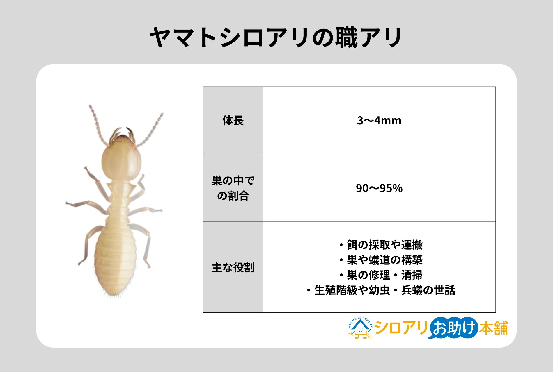 ヤマトシロアリの職アリ