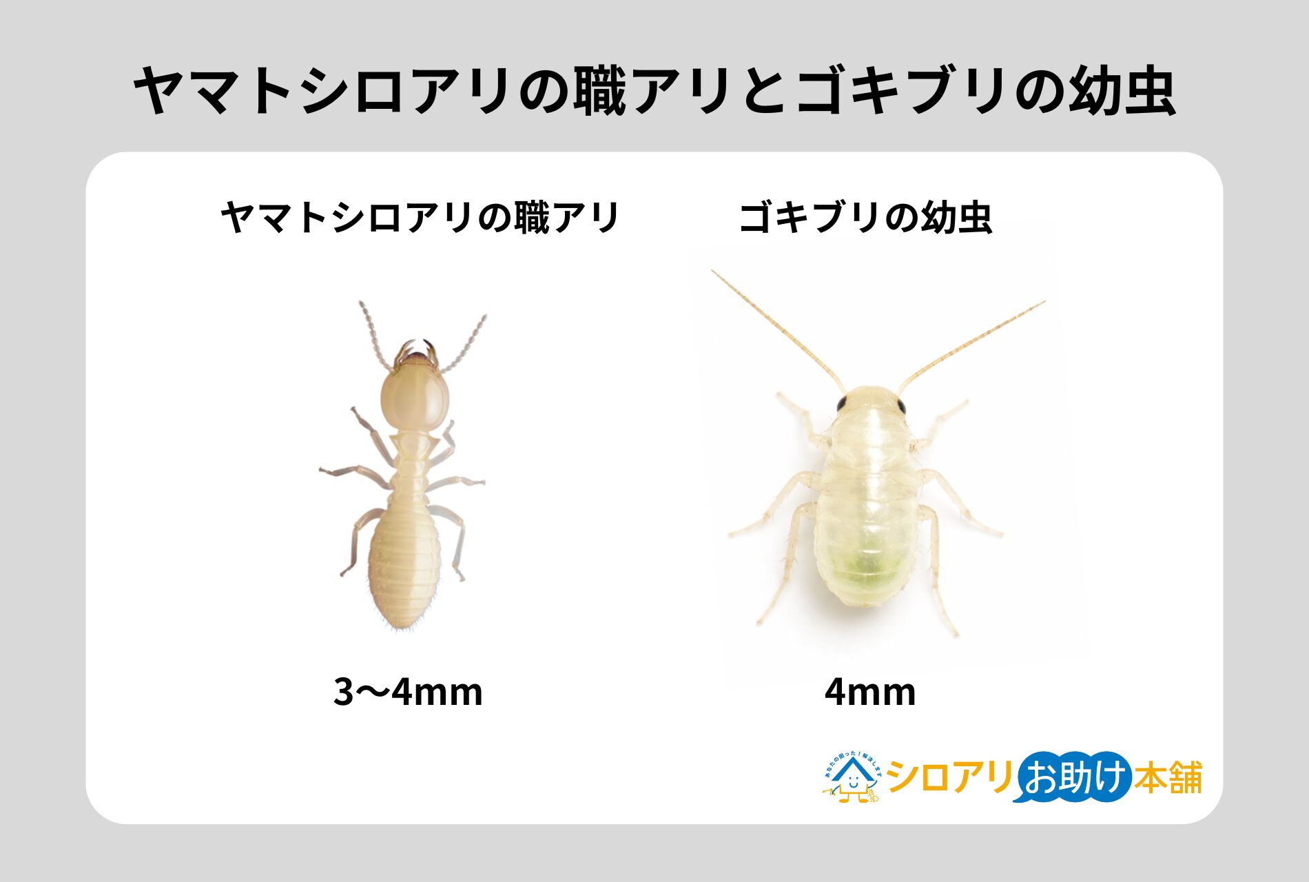 ヤマトシロアリの職アリとゴキブリの幼虫