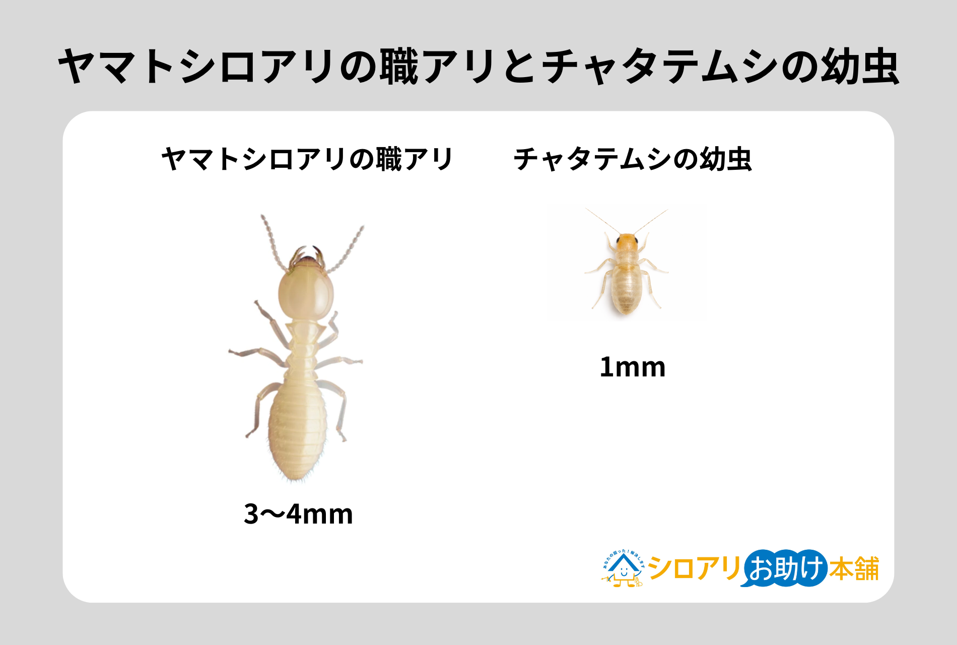 ヤマトシロアリの職アリとチャタテムシの幼虫