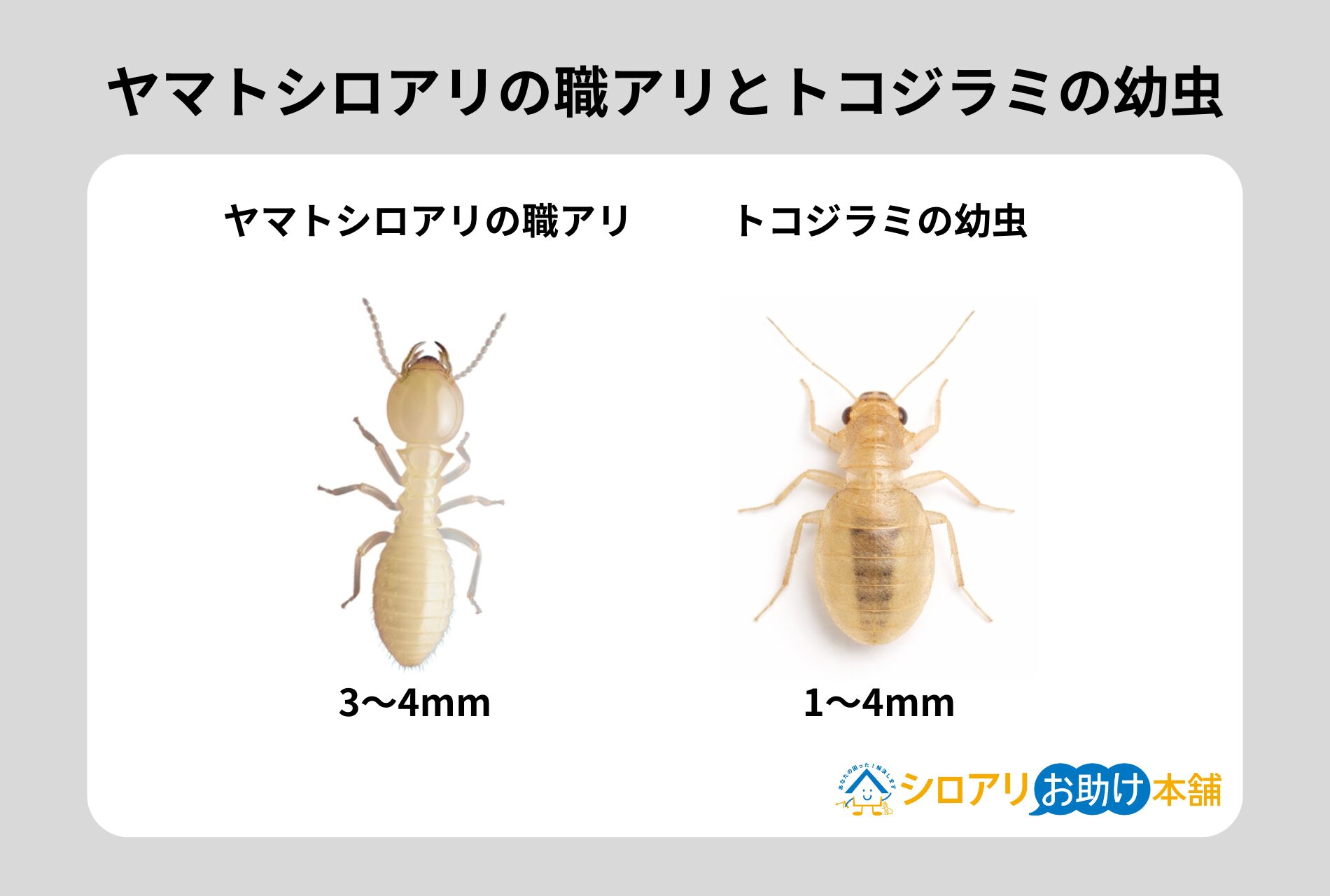 ヤマトシロアリの職アリとトコジラミの幼虫