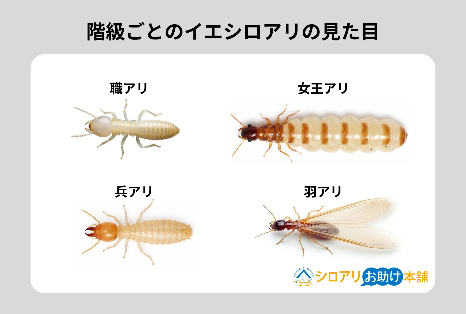 階級ごとのイエシロアリの見た目