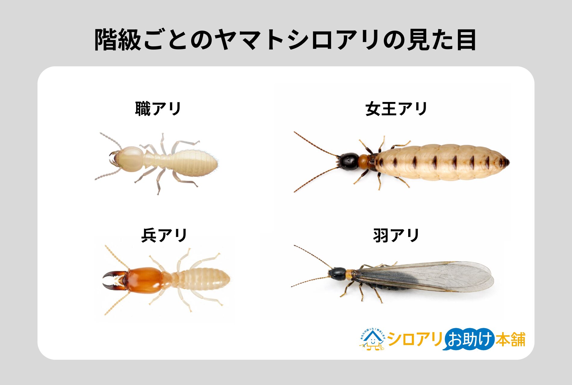 階級ごとのヤマトシロアリの見た目
