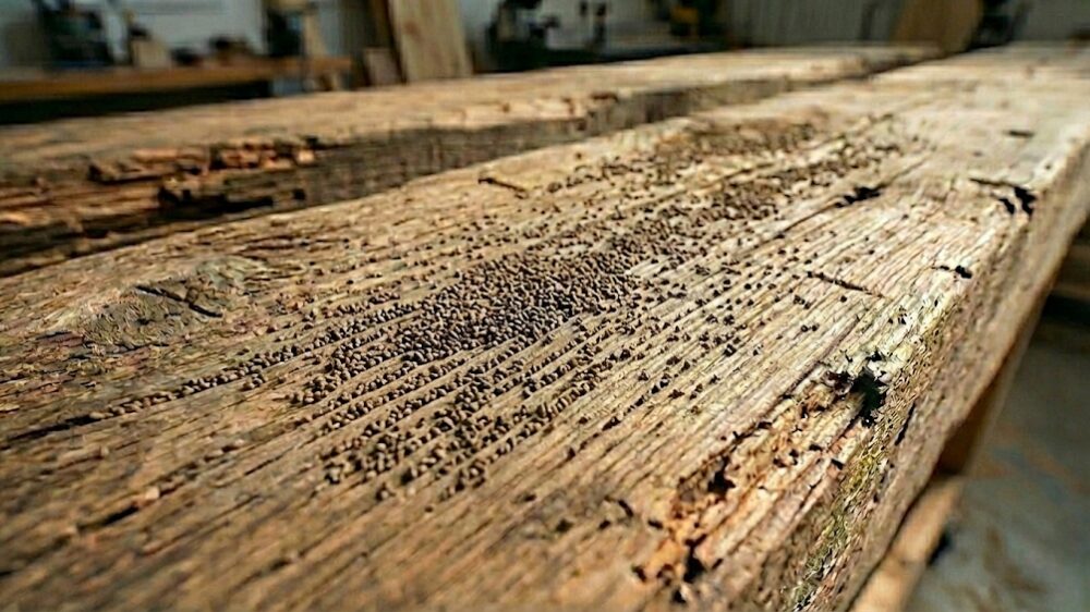 カンザイシロアリのふん