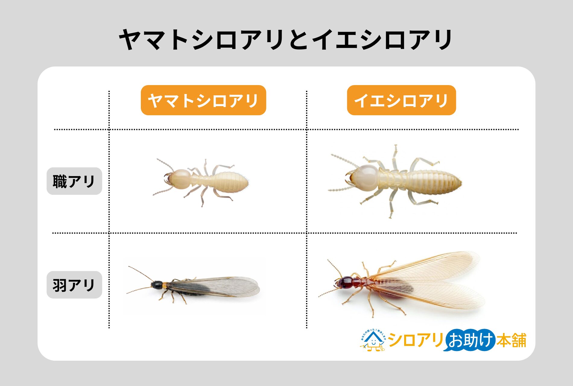 ヤマトシロアリとイエシロアリ