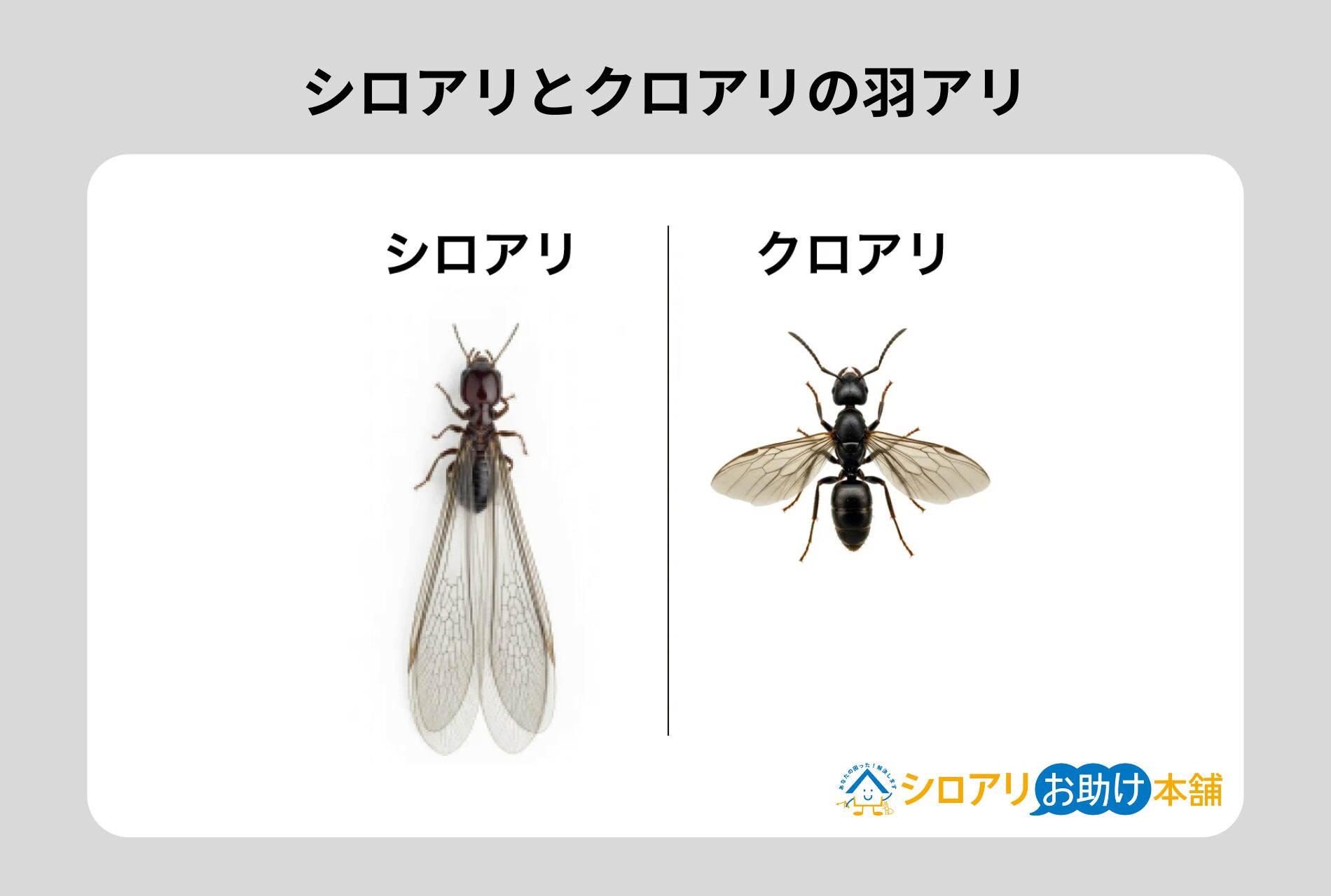 シロアリとクロアリの羽アリ