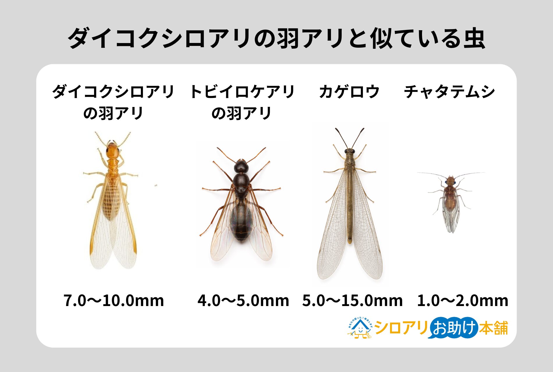 ダイコクシロアリの羽アリと似ている虫