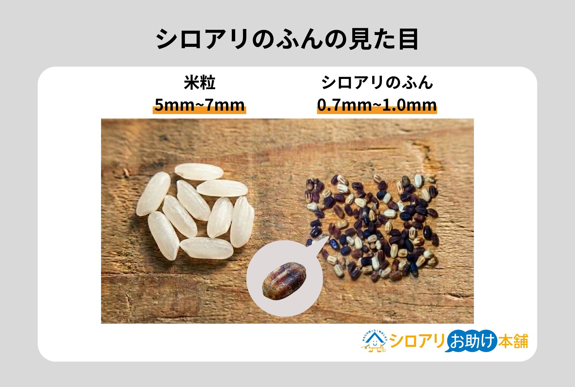 シロアリのふんの見た目