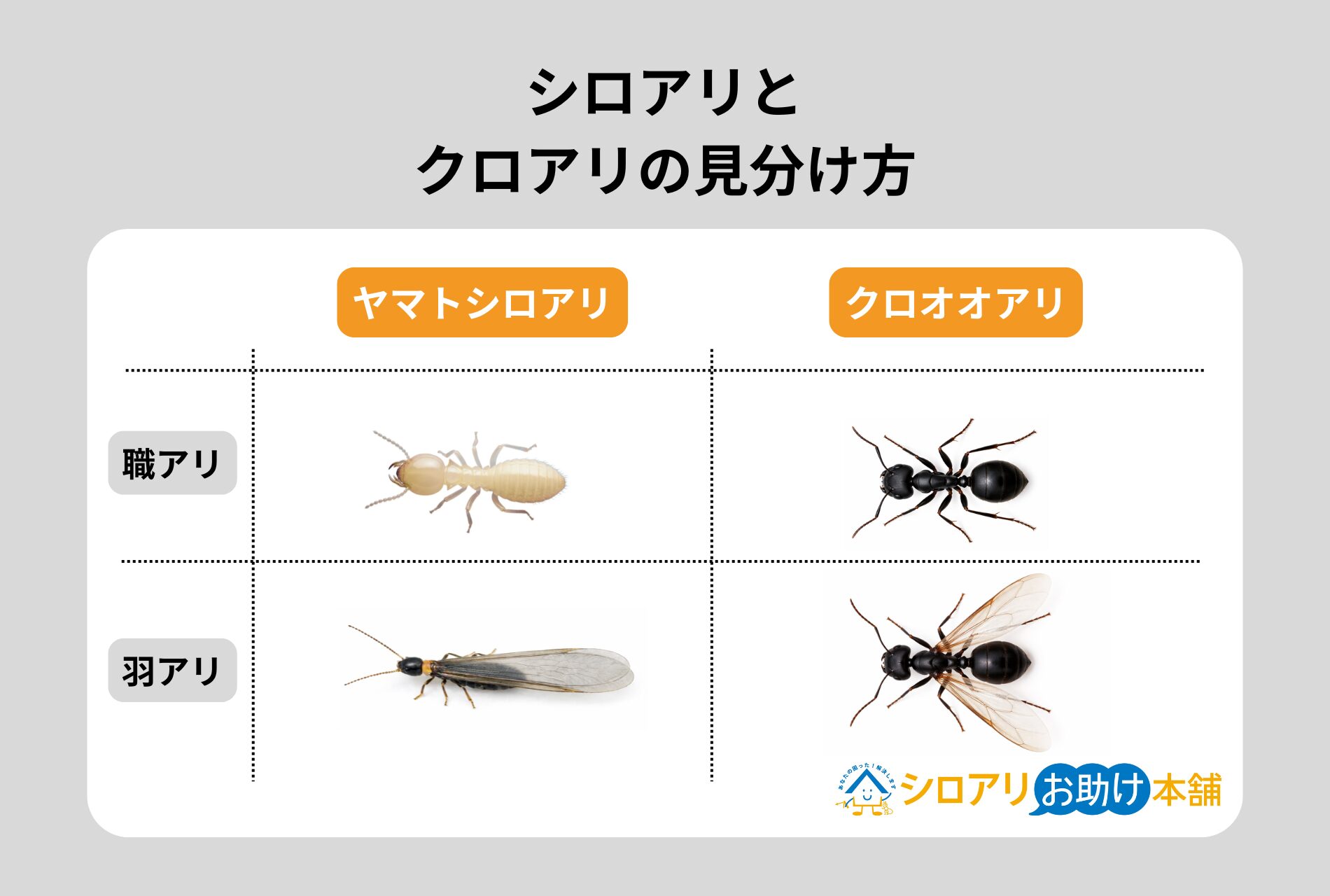 シロアリとクロアリの見分け方