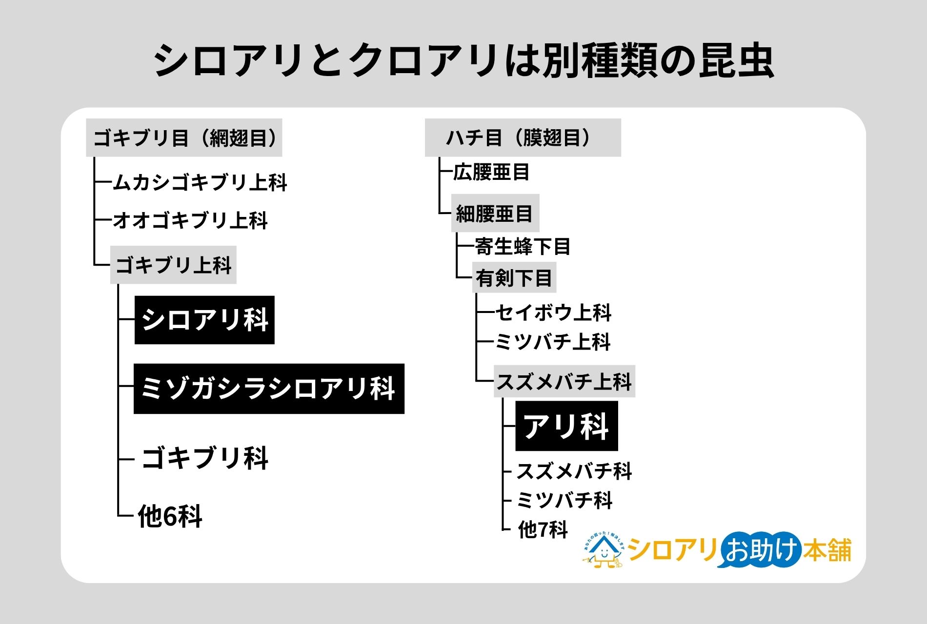 シロアリとクロアリは別種類の昆虫