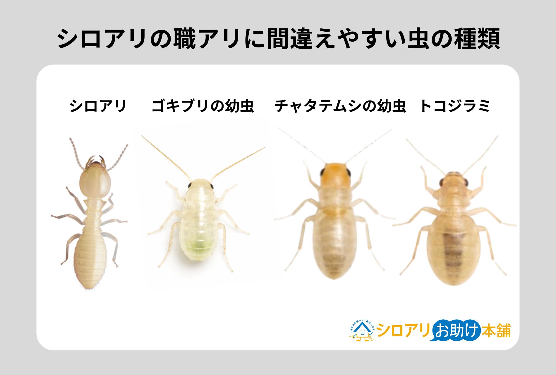 シロアリの職アリに間違えやすい虫の種類