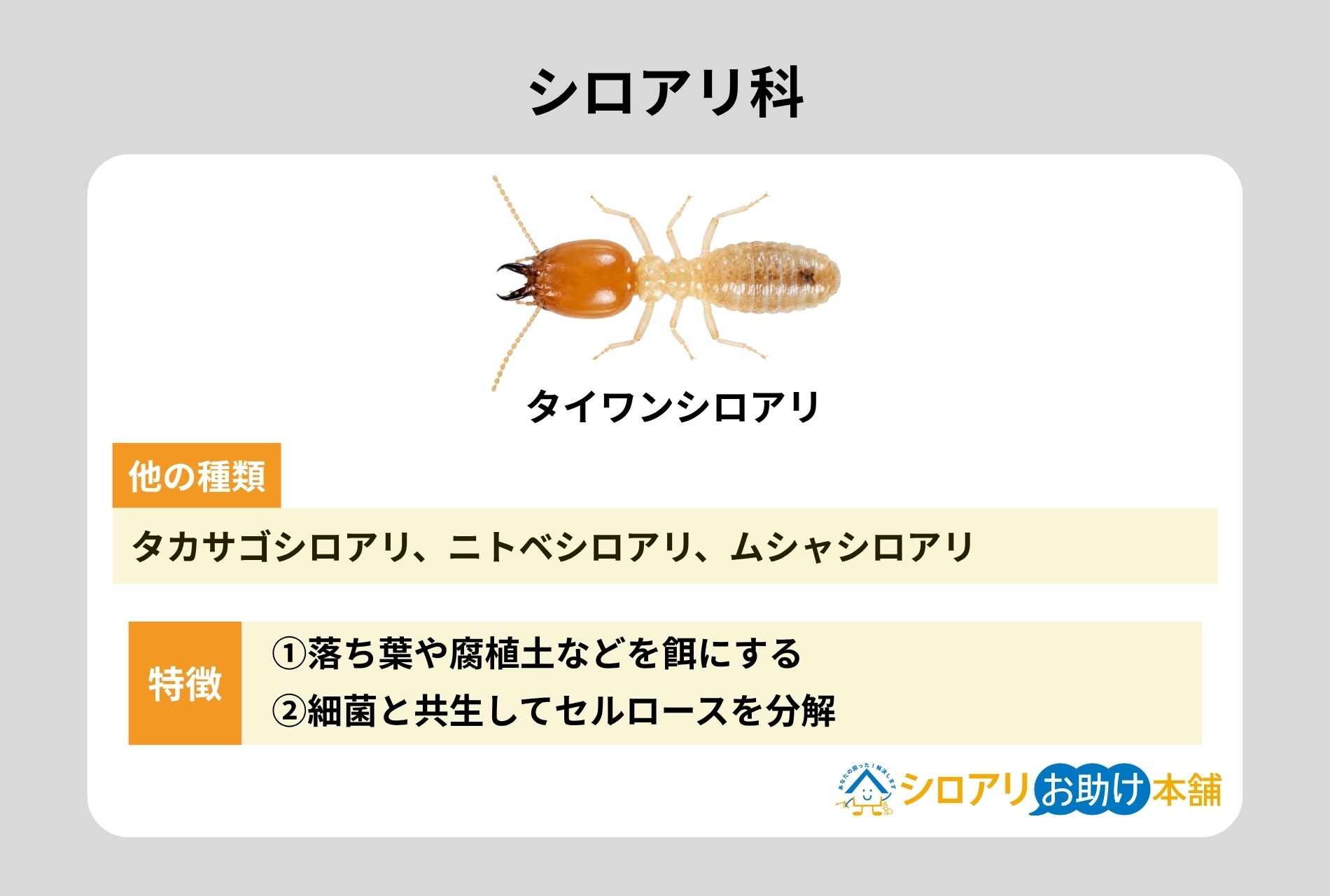 シロアリ科