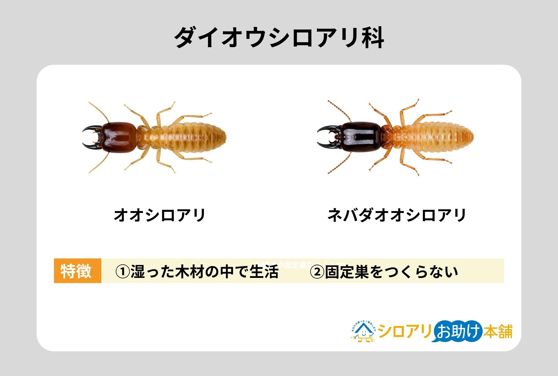 ダイオウシロアリ科