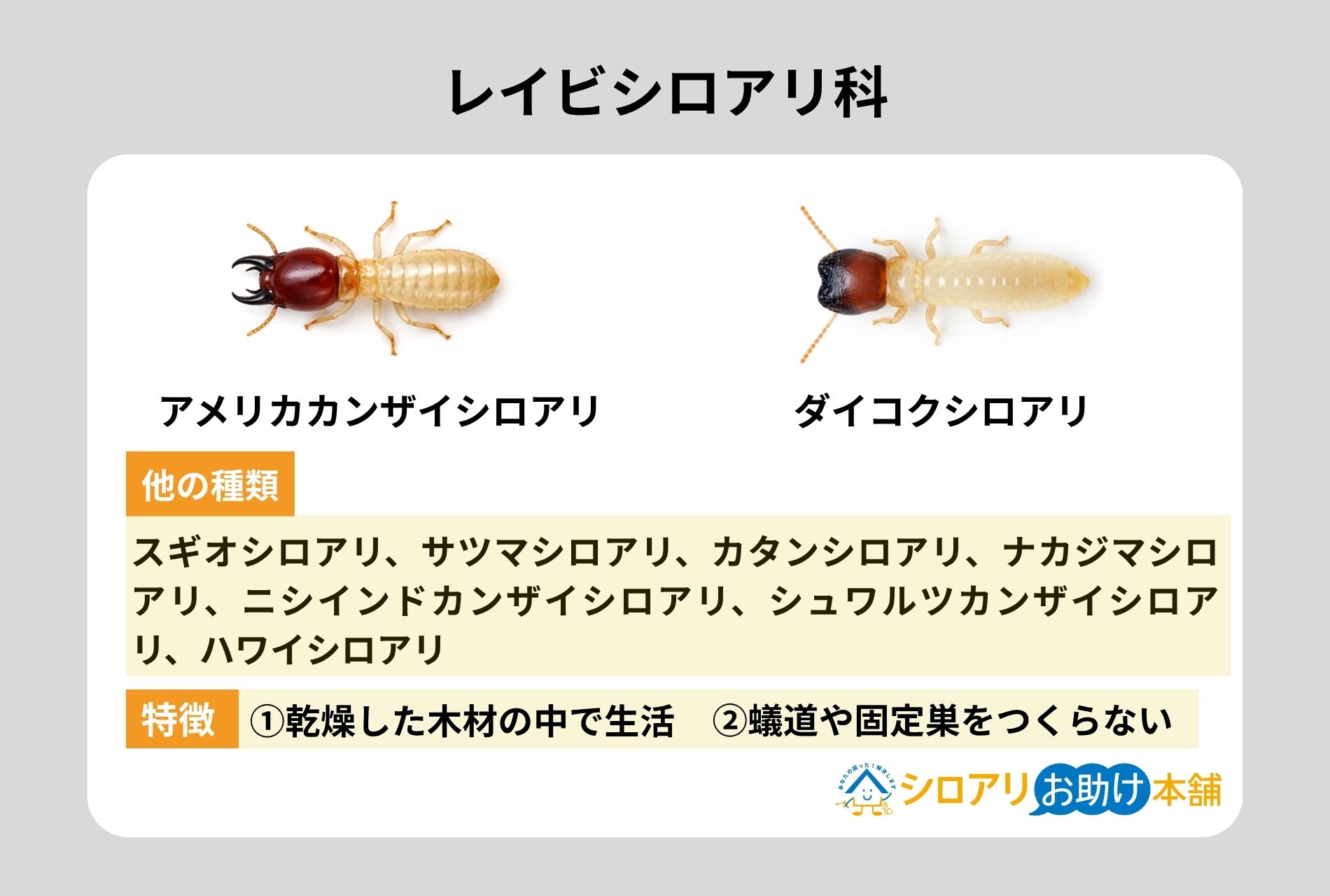 レイビシロアリ科