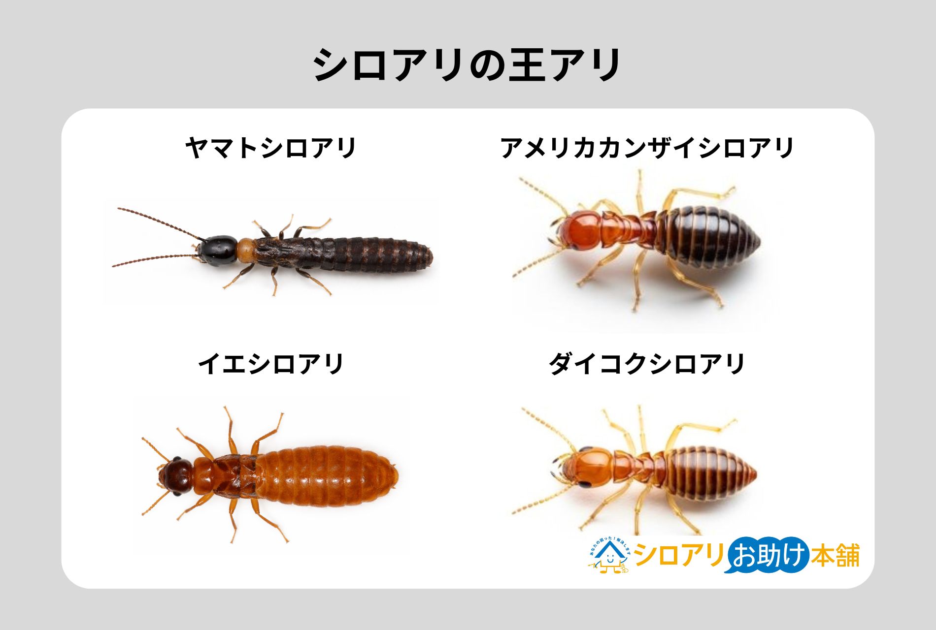 シロアリの王アリ