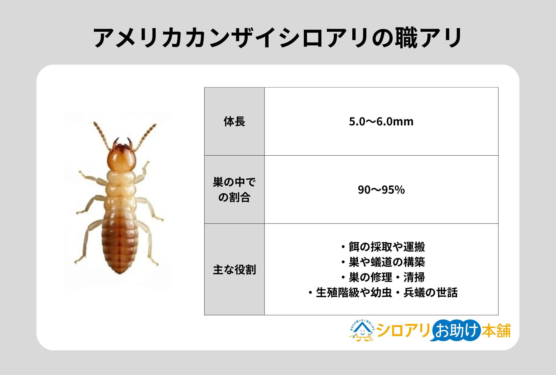 アメリカカンザイシロアリの職アリ