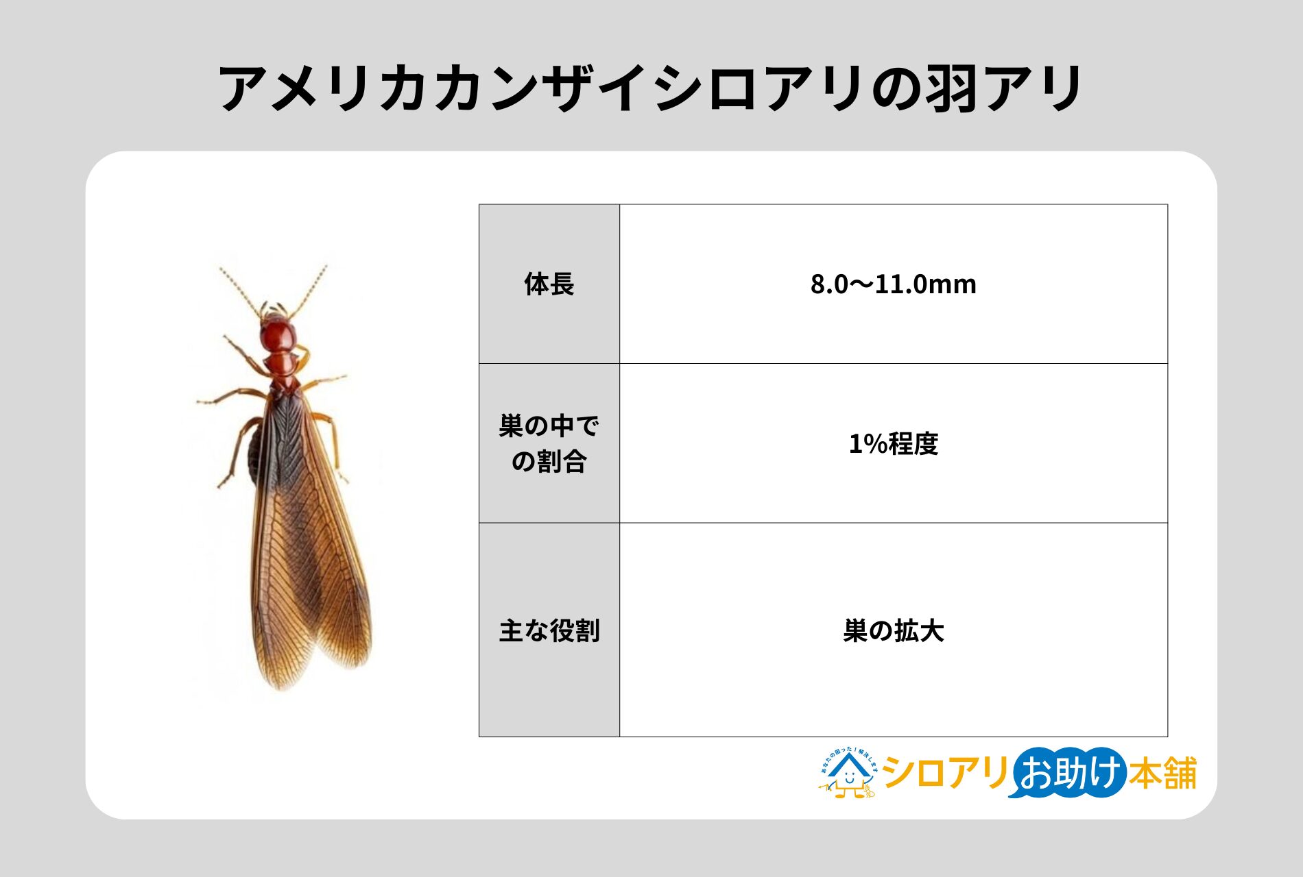 アメリカカンザイシロアリの羽アリ