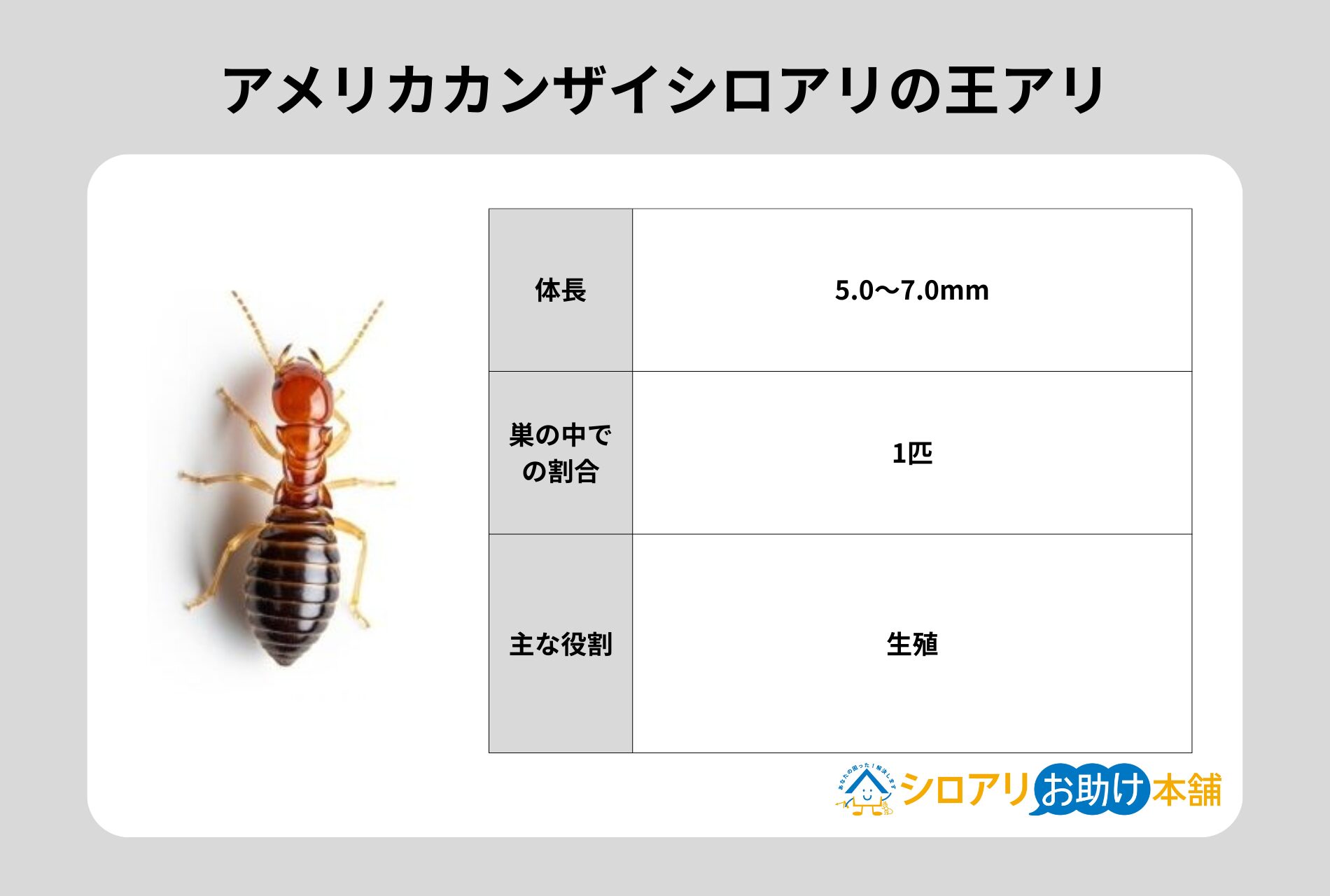 アメリカカンザイシロアリの王アリ