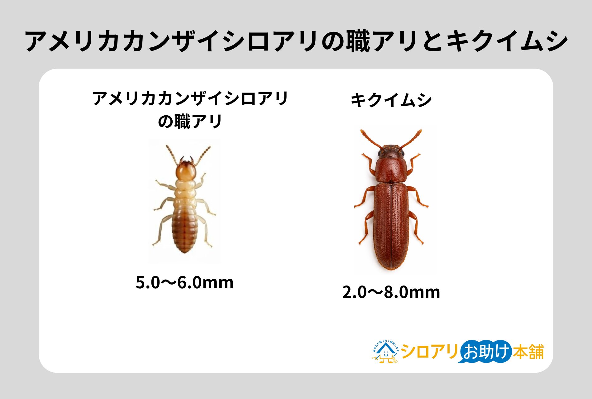アメリカカンザイシロアリの職アリとキクイムシ