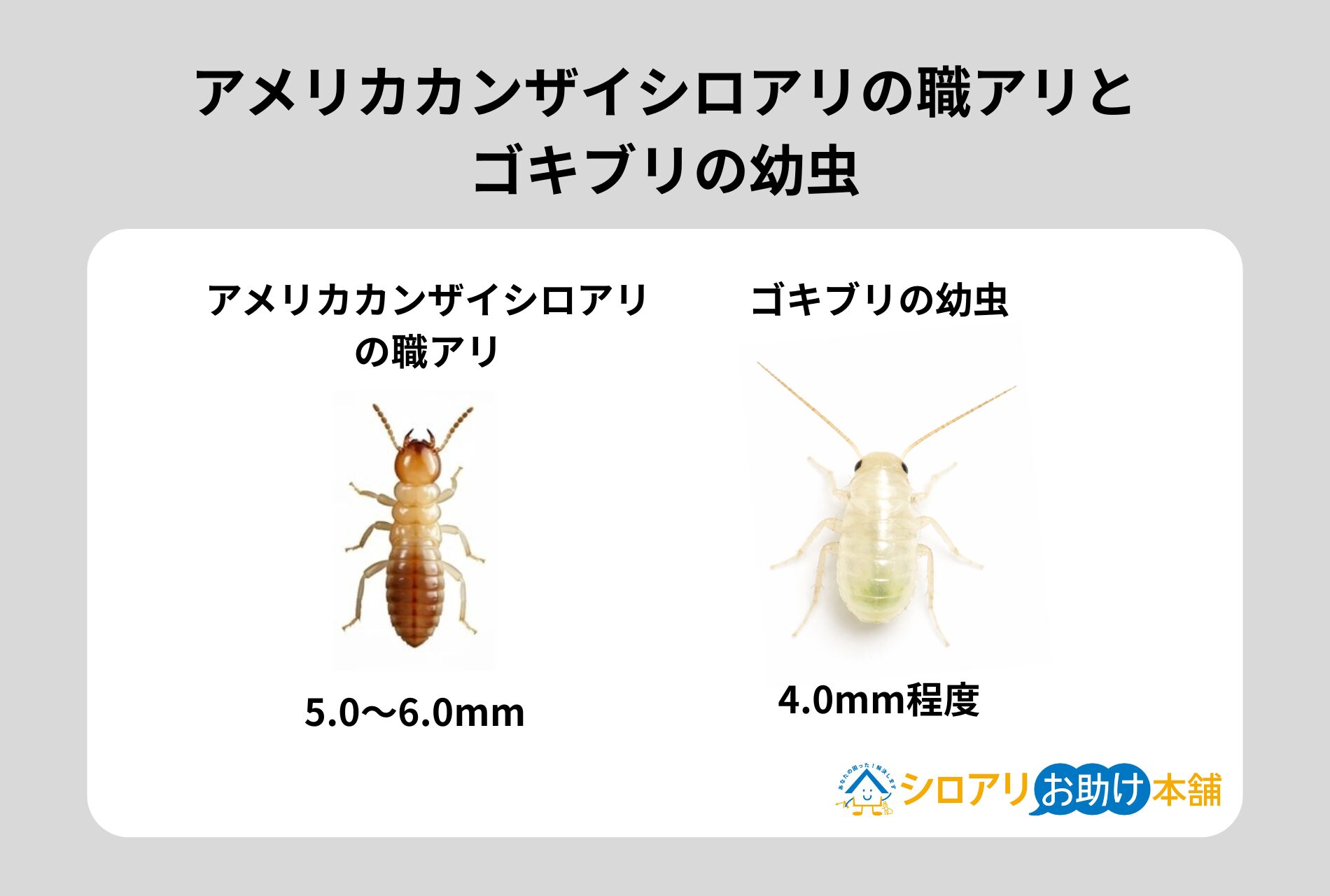 アメリカカンザイシロアリの職アリとゴキブリの幼虫